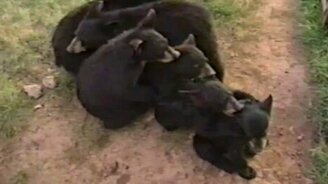 Медведи порой ловчее людей - смотреть видео (1:37)