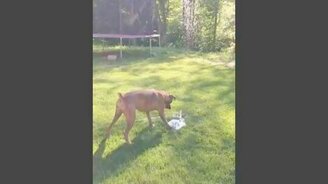 Пёс против фонтана - смотреть видео (0:32)