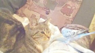 Попугай не страшится кошки - смотреть видео (1:40)