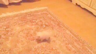 Котёнок против своей тени - смотреть видео (0:15)