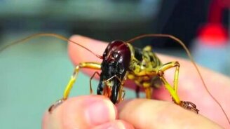 Кто это? Уэта! - смотреть видео (1:57)