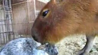 Съем твои уши - смотреть видео (1:10)