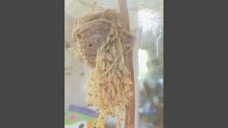 Богомолы вылетают из кокона - смотреть видео (1:00)