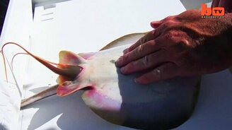 Рыбаки приняли роды у ската - смотреть видео (1:29)