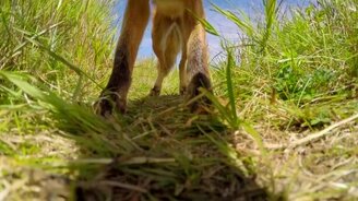 Лисе пришлась камера по вкусу - смотреть видео (2:03)