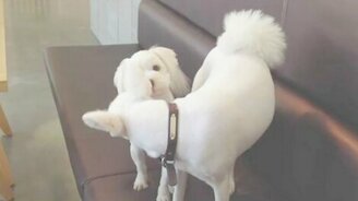 Показал, кто из них вожак - смотреть видео (0:54)