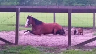 Козлята оседлали лошадь - смотреть видео (1:32)