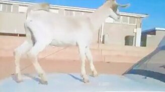 Козёл осквернил автомобиль - смотреть видео (0:42)