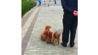 Когда хозяин - военный - смотреть видео (0:43)