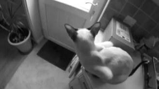 Мяу-драмэнбейс - смотреть видео (2:02)