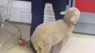 С магазин с барашком - смотреть видео (1:00)