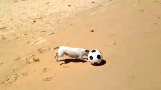 Может, в сборную возьмут? - смотреть видео (0:34)