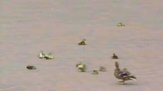 Утки против ветра - смотреть видео (0:45)