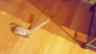 Хорёк против картонного цилиндра - смотреть видео (0:32)