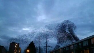 Живописное облако птиц - смотреть видео (1:11)