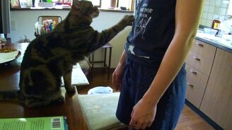 Почешите меня, пожалуйста! - смотреть видео (1:04)