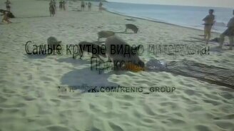 Хозяева дикого пляжа - смотреть видео (0:49)