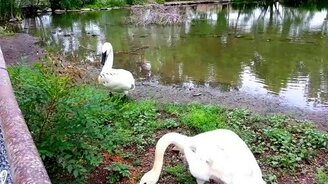 Хватит фотографироваться! - смотреть видео (1:00)