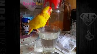 Смешные попугаи в коллекции - смотреть видео (5:07)