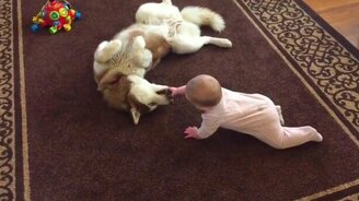 Мальчуган играет с хаски - смотреть видео (3:05)