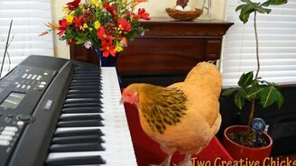 Курочка-пианистка - смотреть видео (2:02)