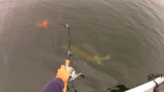 Щука-таки попалась! - смотреть видео (1:45)