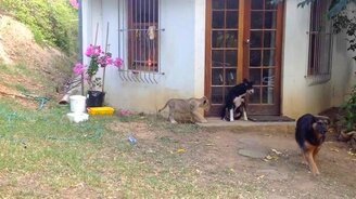 Львёнок напугал псину - смотреть видео (0:21)