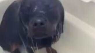 Пёс наслаждается водой в душе - смотреть видео (0:54)