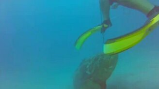 Морской окунь напал на ласту - смотреть видео (0:54)