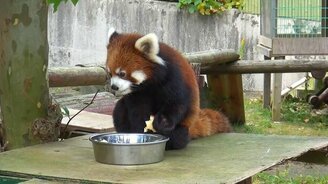 Миленькие красные панды - смотреть видео (4:00)