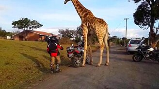 Необычная реакция жирафа на звук мотора - смотреть видео (1:07)