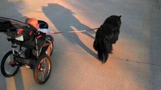 Собака тянет коляску - смотреть видео (0:10)