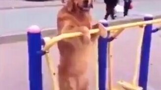 Чтобы не было так скучно ждать - смотреть видео (0:18)