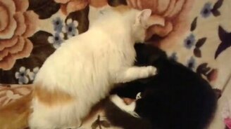 Дружба двух котов - смотреть видео (1:26)