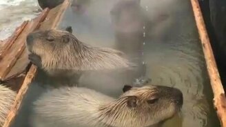 Капибары медитируют - смотреть видео (0:56)