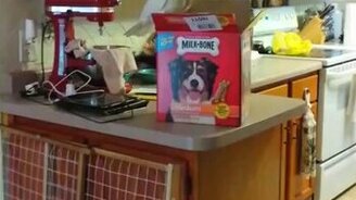 Щедрый попугай-кормилец - смотреть видео (0:25)