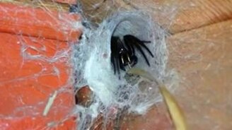 Надёжный охранник сарая - смотреть видео (0:59)