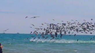 Массовая охота пеликанов - смотреть видео (0:52)