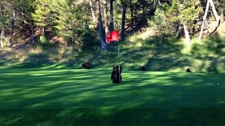 Медвежонок против флажка - смотреть видео (2:15)