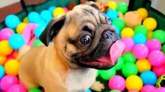 Щенячья радость мопса - смотреть видео (0:37)