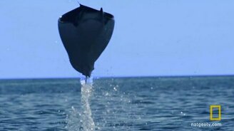 Скаты - почти как птицы - смотреть видео (2:16)