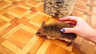 Фыркающий ёжик - смотреть видео (0:36)