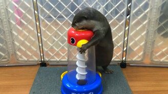 Развивающая игрушка для выдры - смотреть видео (2:37)