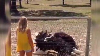 Страус влюбился в девушку - смотреть видео (0:18)