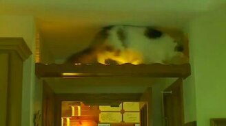 Создал дом для своих кошек - смотреть видео (2:25)