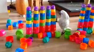 Попугай-разрушитель - смотреть видео (2:30)
