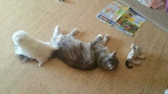 Щенок желает познакомиться - смотреть видео (1:36)