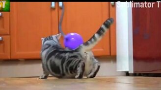 Смешнявки с котами, котятами и кошками - смотреть видео (8:04)