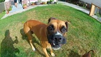 Привет, собаки! - смотреть видео (4:00)