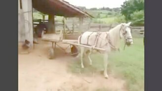 Учимся парковаться у лошади - смотреть видео (0:28)